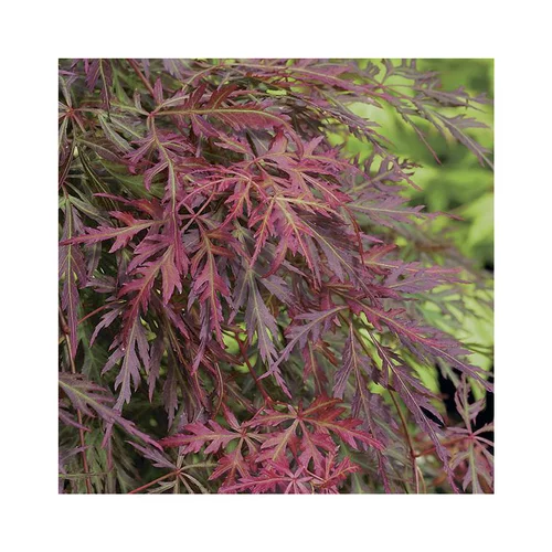 Erable du Japon (ACER PALMATUM ORANGEOLA ) Le pot de 7 litres