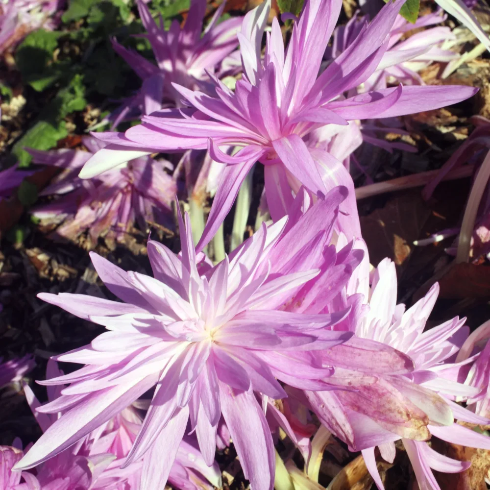 Colchique d'automne Waterlily Colchicum Waterlily