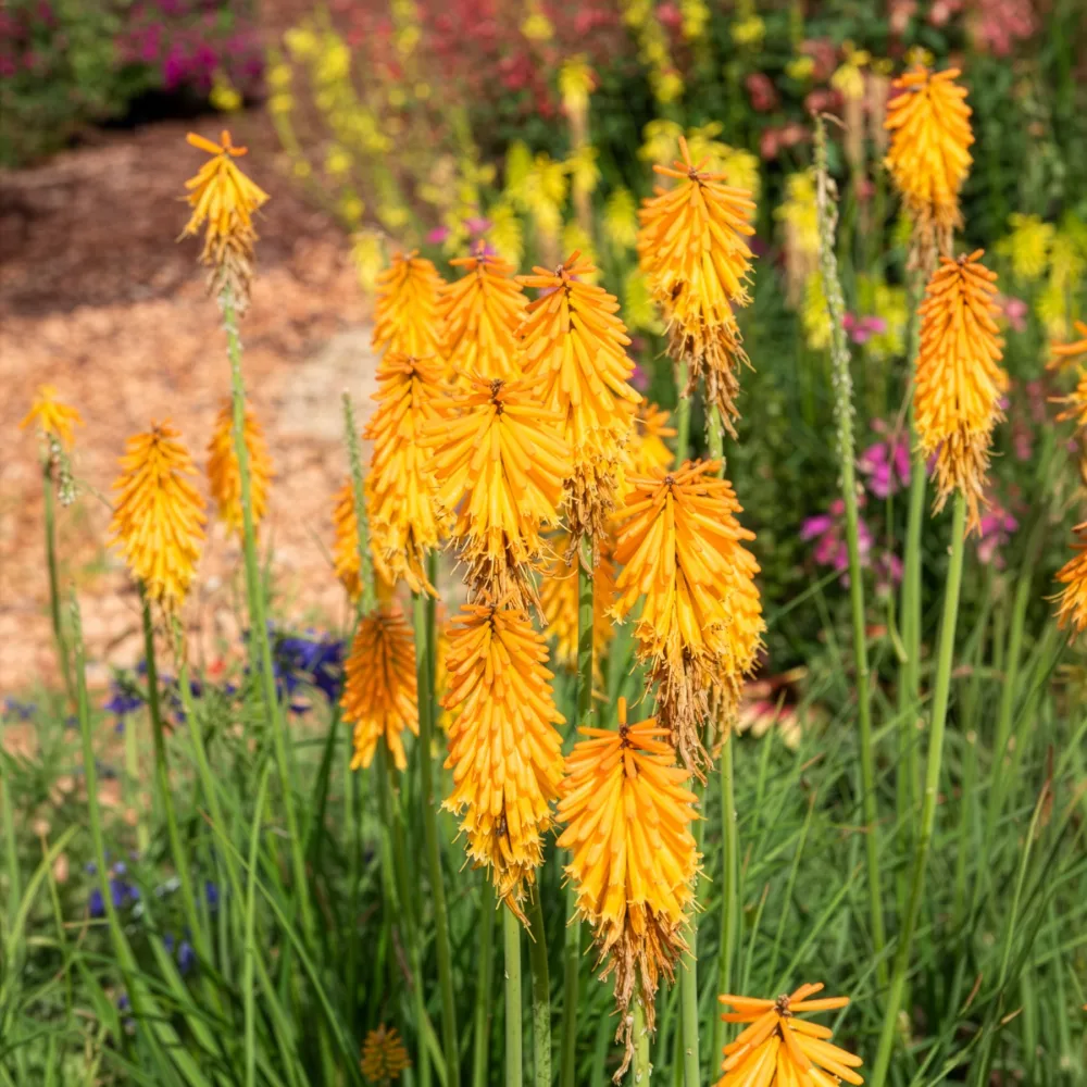 Tritoma Mango Popsicle Kniphofia Mango Popsicle (Popsicle series )