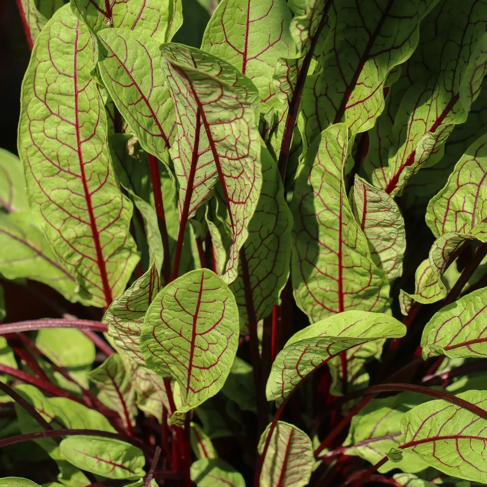 Oseille sanguine Bloody dock Rumex sanguineus