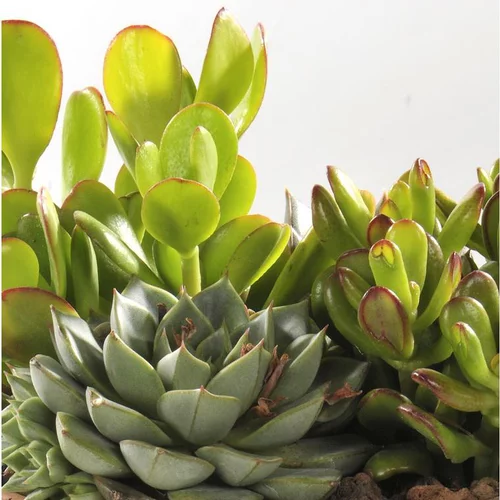 Thème Désert - La jardinière de 40 cm