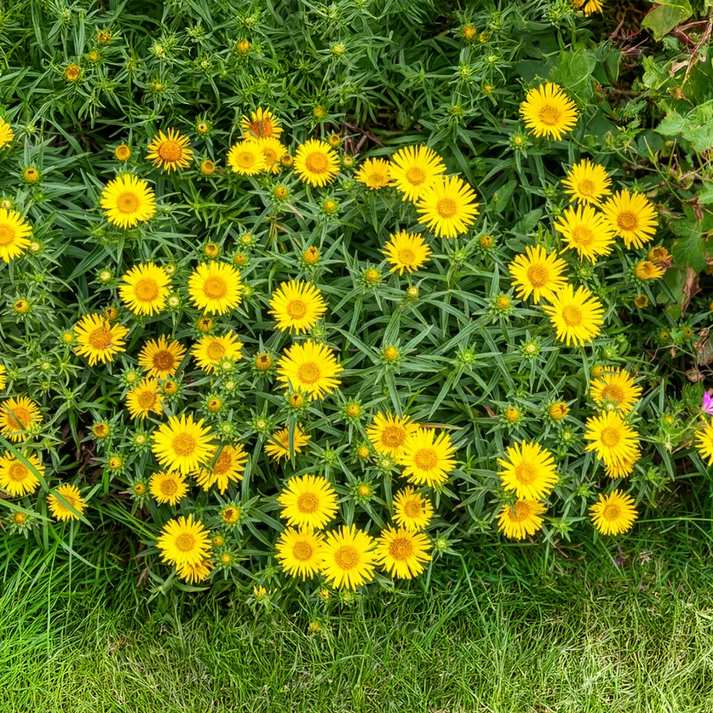 Aunée à feuille en épée Inula ensifolia