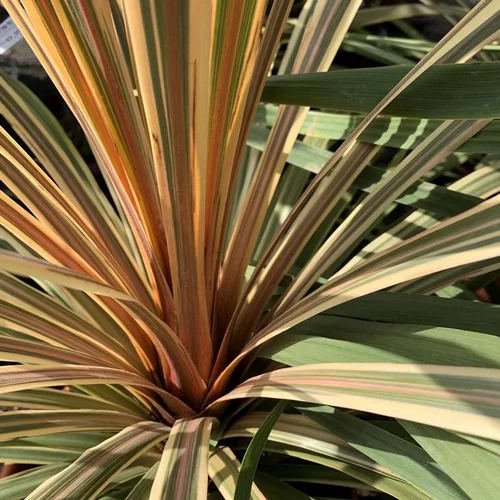Cordyline Ausralis Torbay Dazzler. Le pot de 5 litres