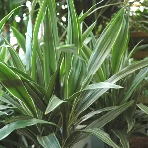 Dracaena composition surprise. Le pot de Ø 24 x H 90 cm, forme ramifiée