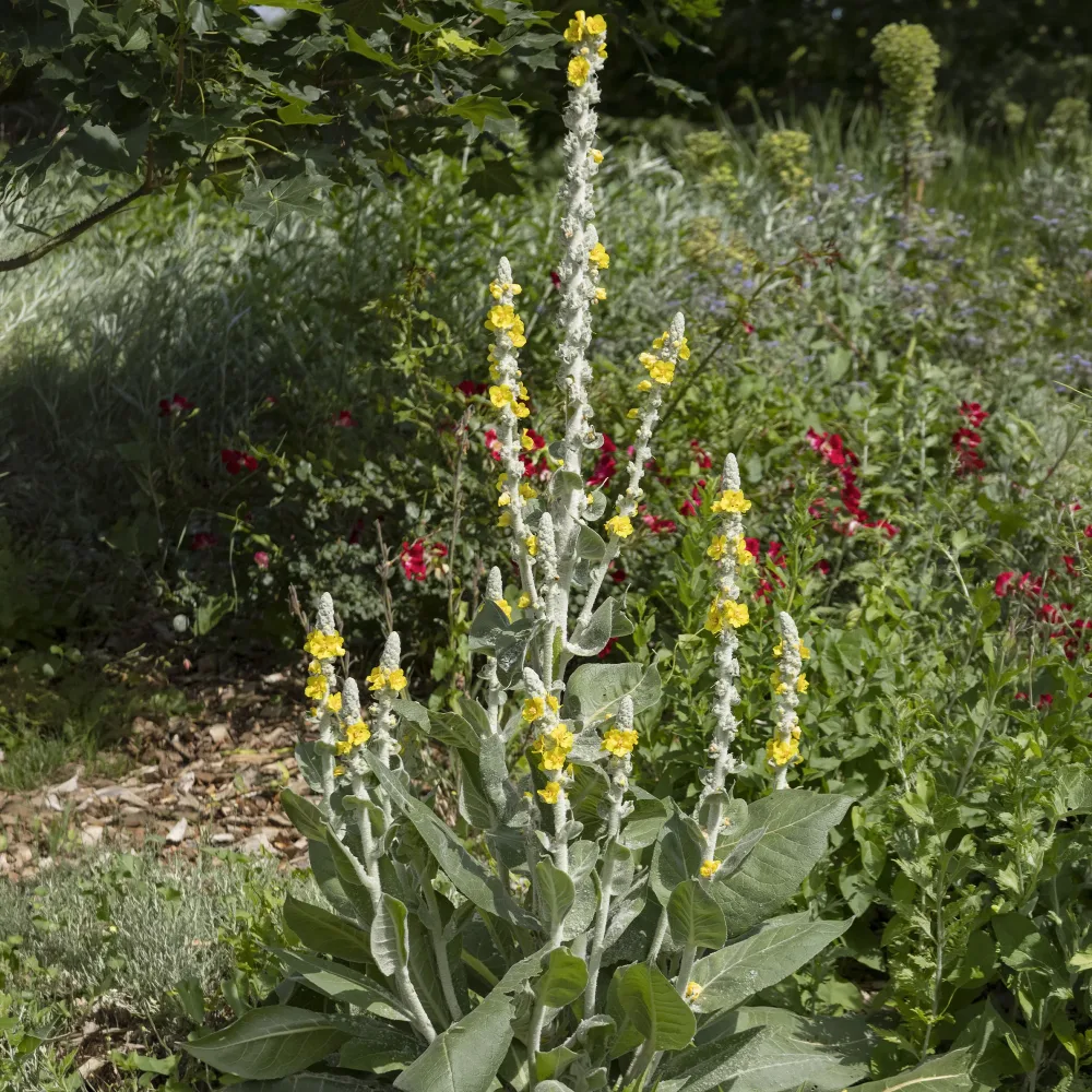 Molène Verbascum bombyciferum