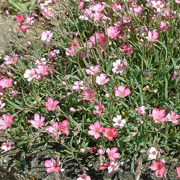 6 x Gypsophile 'Rosenschleier' – Gypsophila 'Rosenschleier' | godet 9cm x 9cm