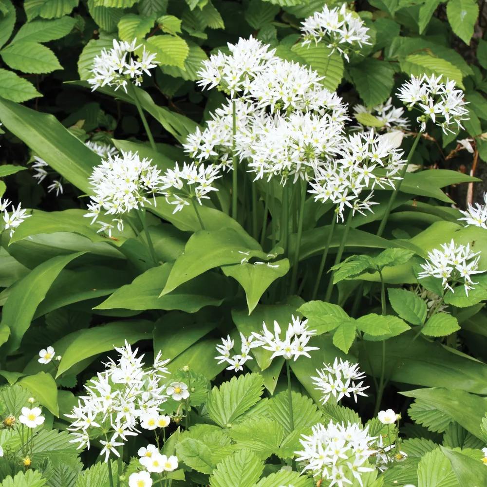 Plant d'Ail des Ours Allium ursinum