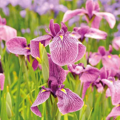 Iris japonais godet 9x9 cm