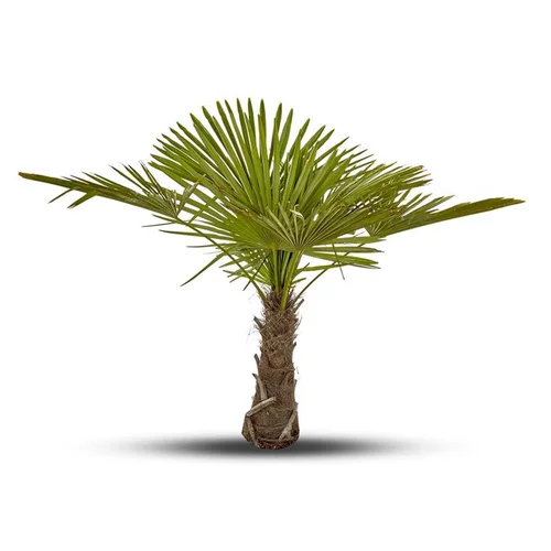 Chamaerops Excelsa vert en pot de 7 L