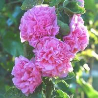 Rose trémière - Le pot de 3 litres