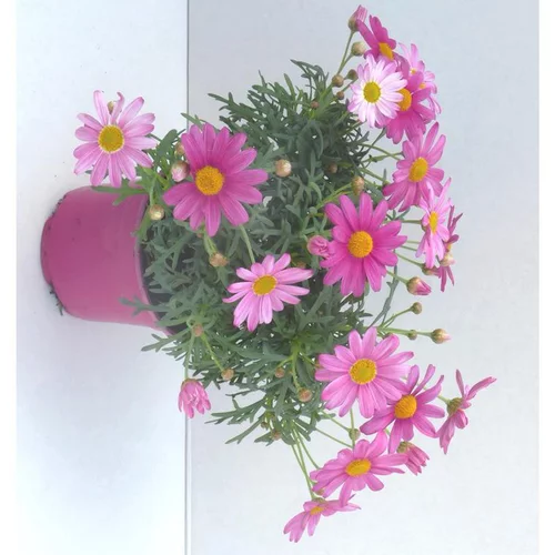 Anthémis coloris varié. Le pot de 1 litre