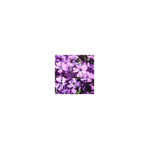 Phlox mousse - Le pot de 10,5 cm