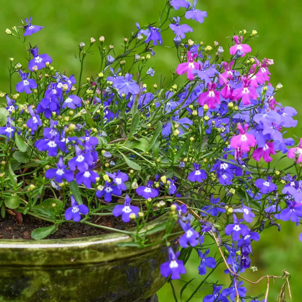 Lobélias Cascades en mélange Lobelia erinus pendula