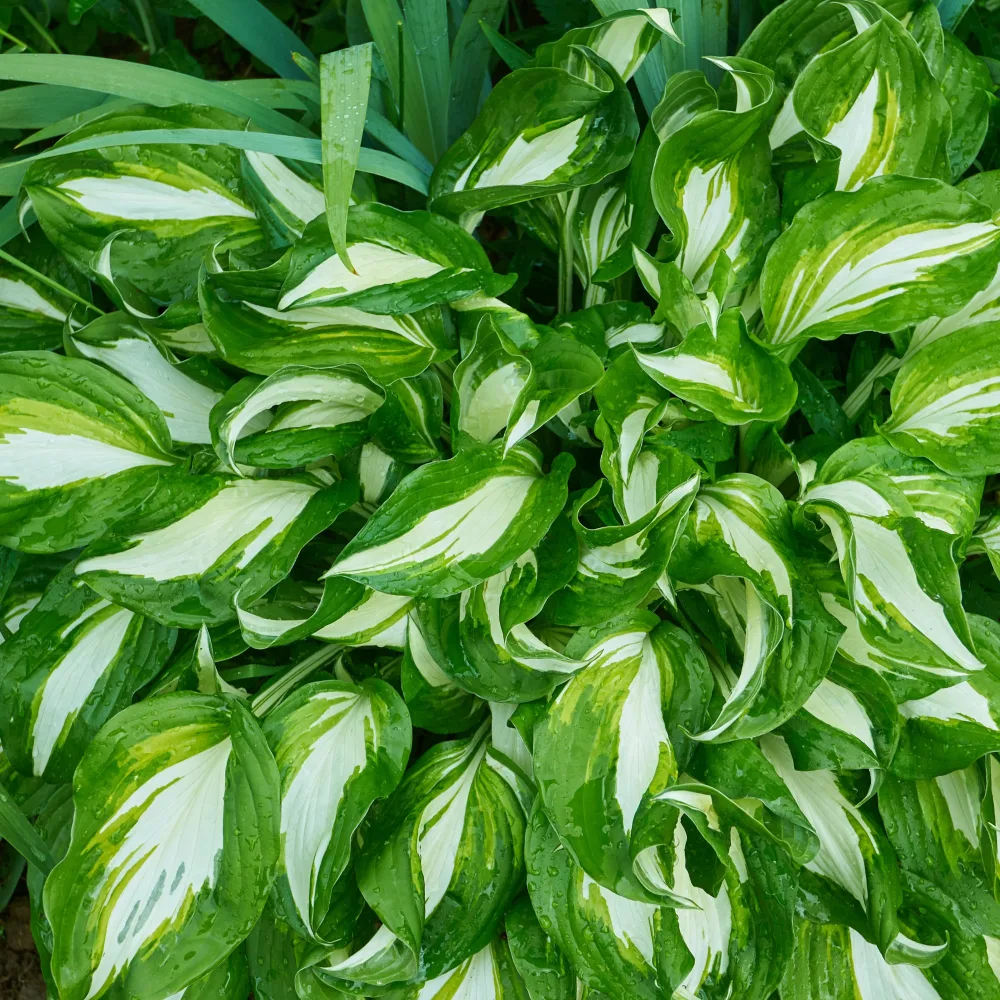Hosta à feuilles ondulées Mediovariegata Hosta undulata mediovariegata