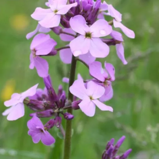 Damastbloem roze – Biologische en reproductieve bloemenzaden
