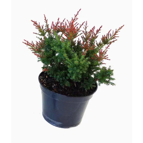 Podocarpus Lawrencei Red Tip 40/50 en pot de 5 L vert