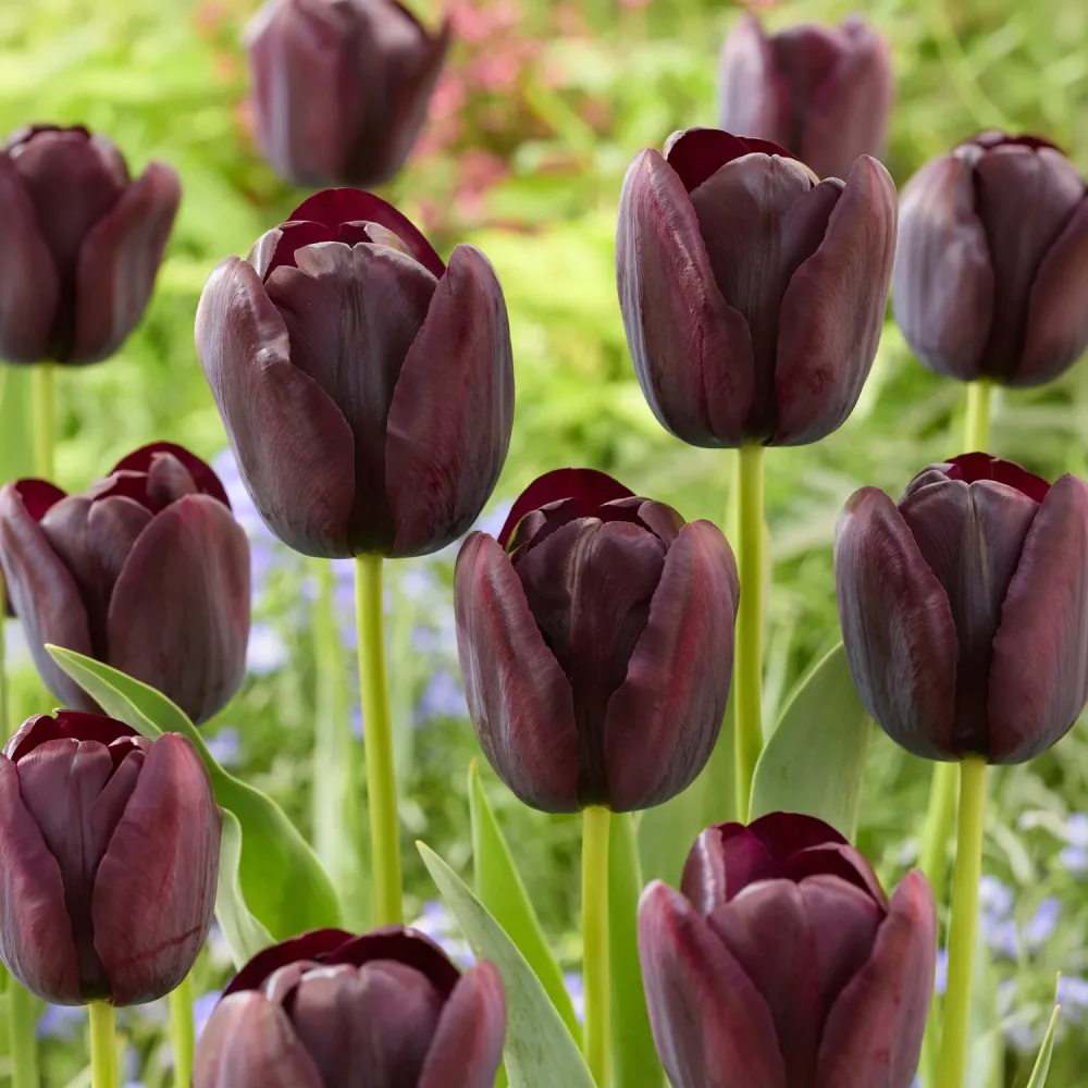 Tulipe Queen of Night Tulipa Queen of Night