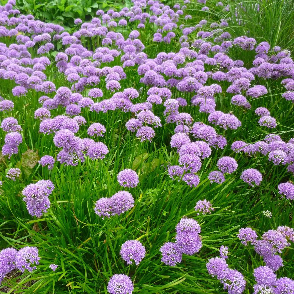 Ail d'ornement Millenium Allium Millenium