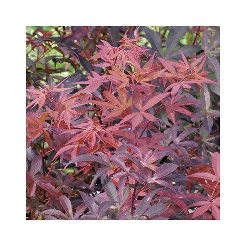 Erable du Japon (ACER PALMATUM SKEETERS BROOM ) Le pot de 30 litres