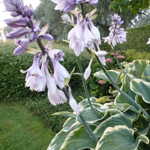 Hosta Sagae Hosta hybride sagae (fluctuans variegated) co 3