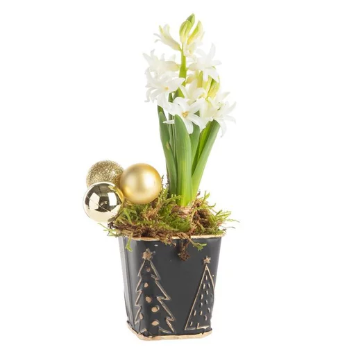 Composition de Noël jacinthe multicolore pot en zinc noir et or