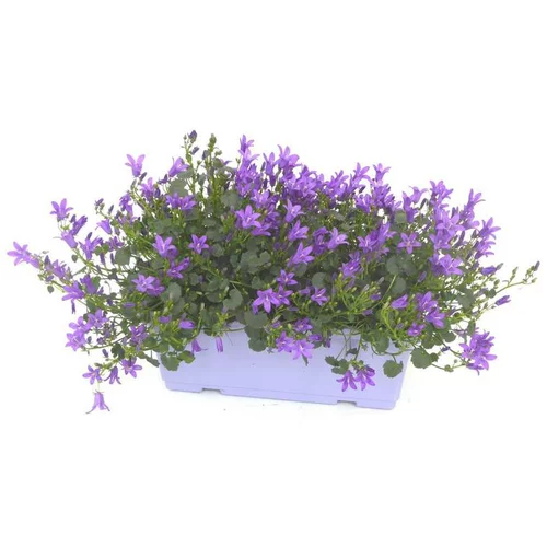 Campanule à fleurs coloris bleu. La jardinière de 25 cm