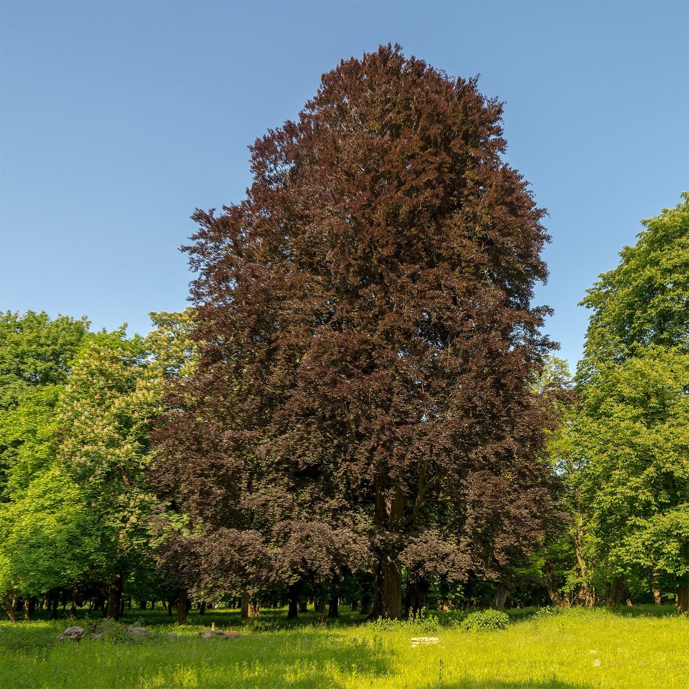 Hêtre pourpre Fagus sylvatica Purpurea (Atropunicea)