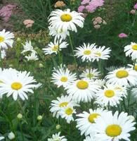 Grande marguerite blanche. Le pot de 3 litres