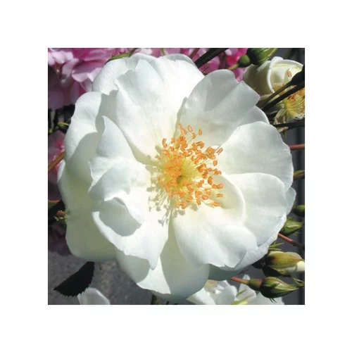 Rosier opalia blanc avec pot bleu de 5 L