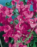 Bougainvillier Varié – Pot de 7.5L