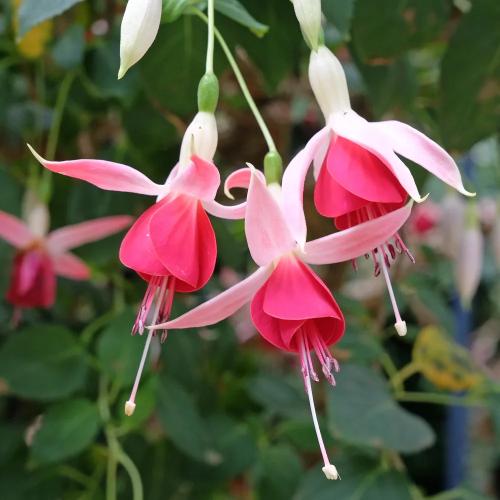 3 Fuchsias Celia Smedley Fuchsia Celia Smedley