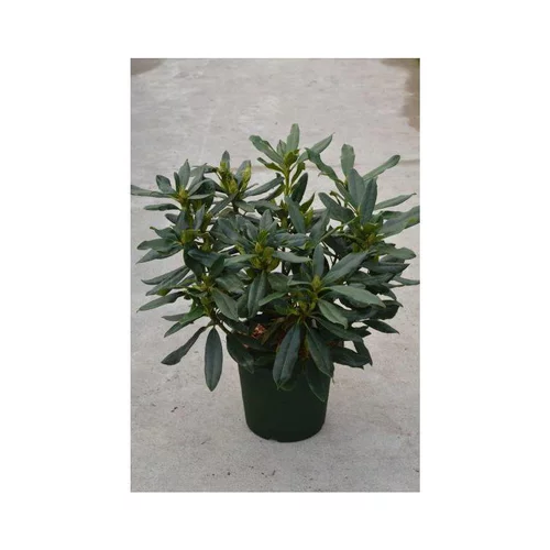 Rhododendron Madame Masson blanc