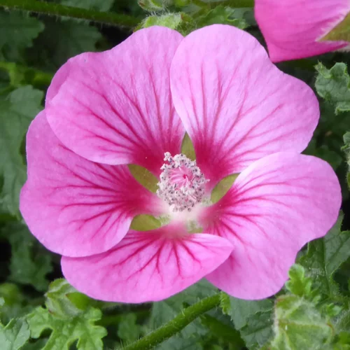 Anisodontea. Le pot de 2 litres