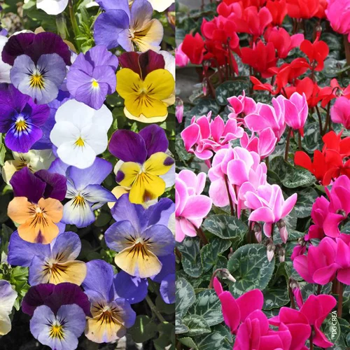 Viola + Mini Cyclamen - La jardinette