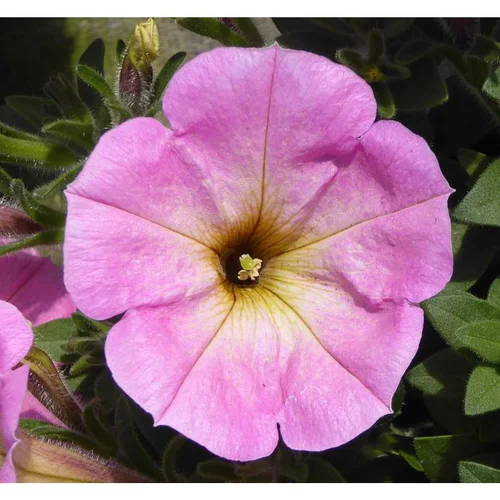 Pétunia érigé rose - Le pack de 6 plants