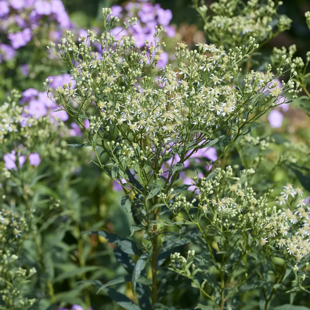 Aster en ombelles Weisser Schirm Aster umbellatus weisser schirm