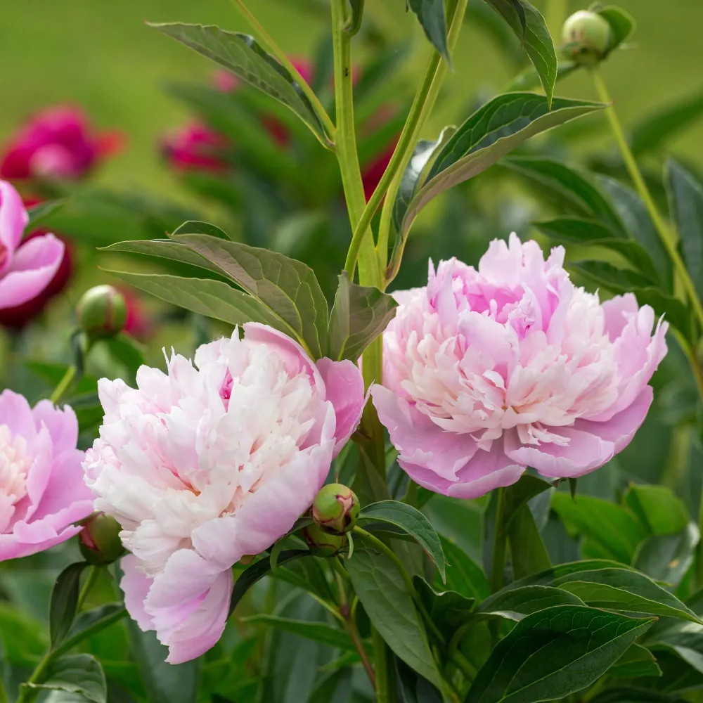 Pivoine Sorbet Paeonia lactiflora x sorbet