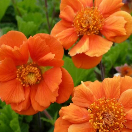 Benoîte Sea Breeze Geum sea breeze ( cocktails series )