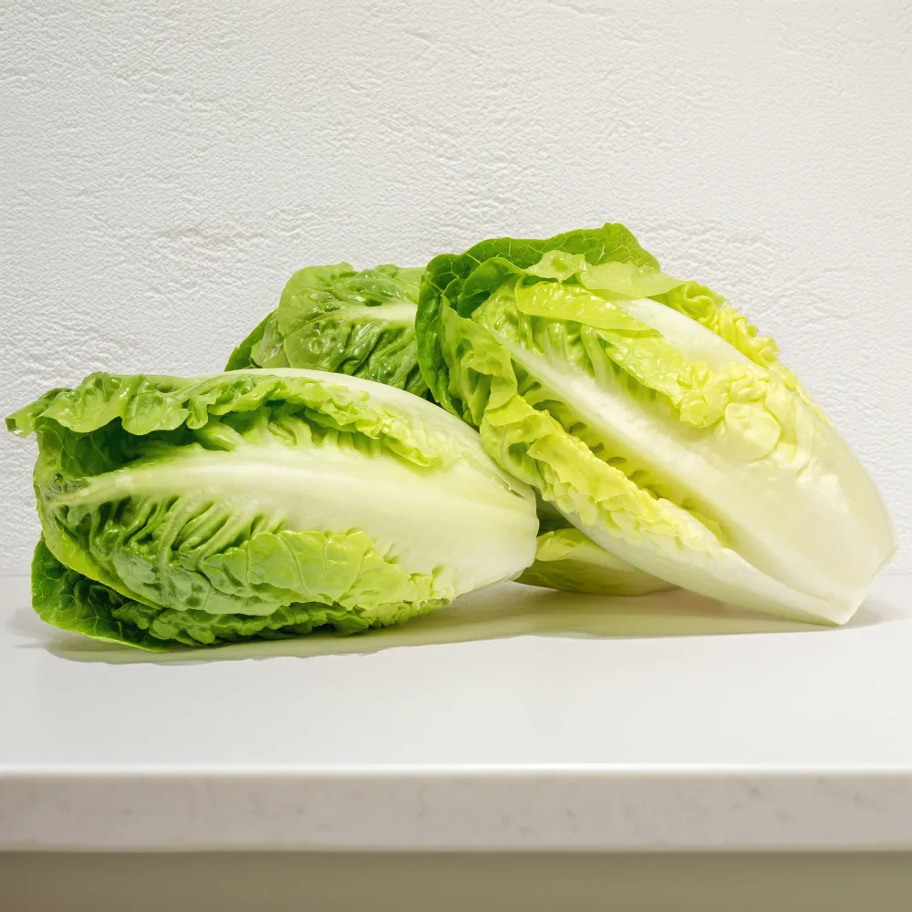 Laitue pommée grasse sucrine Lactuca sativa grasse sucrine
