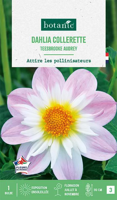 Bulbe de fleurs Dalhia collerette Teesbrooke Audrey botanic® - 1 bulbe