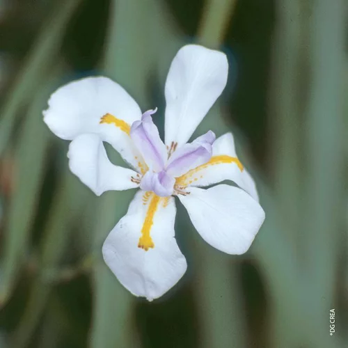 Dietes Grandiflora - Le pot de 2.5 litres