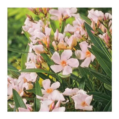 Laurier Rose Regis Faure. Le pot de 15 litres