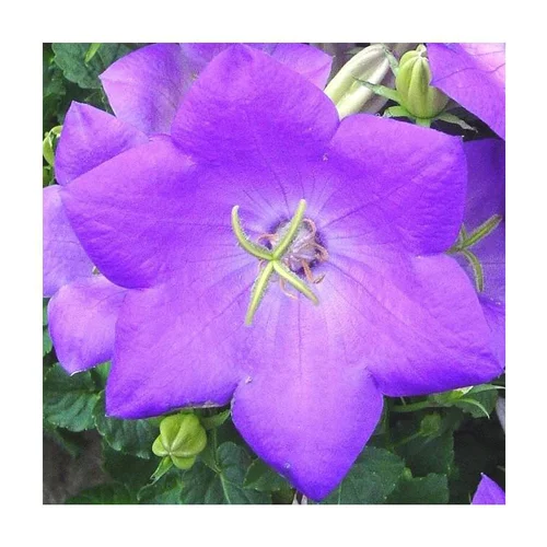 Campanule des Carpates coloris bleu. Le pot de 10,5 cm
