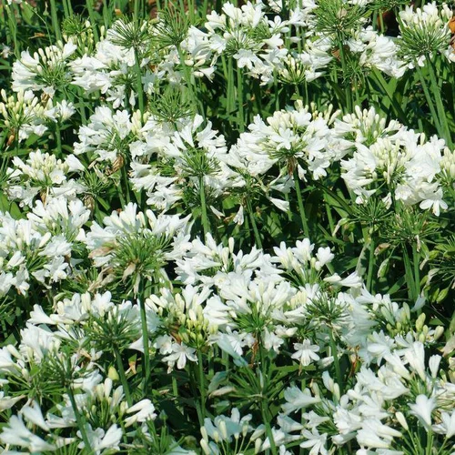 Agapanthe X Ever White Blanc en pot de 4 L