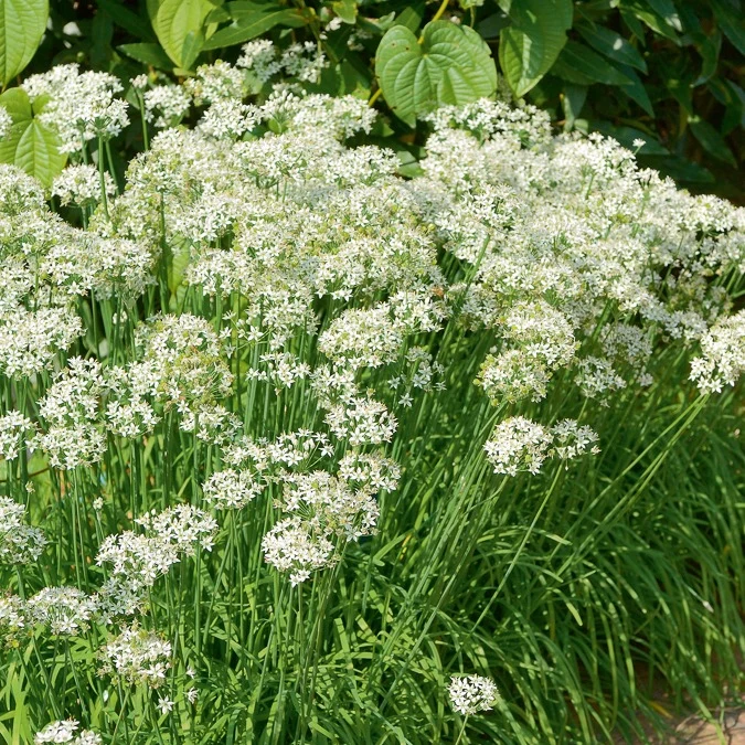 Ciboule de Chine - Ciboulette Ail Bio Allium tuberosum