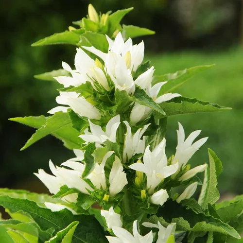 Campanule agglomérée genti blanche en pot de 2 L