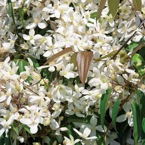 CLEMATITE ARMANDII. Le pot de 3 litres