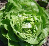 Laitue Pommee Bio. La barquette de 12 plants