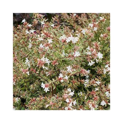 Abelia Grandiflora Confetti en pot de 5 litres