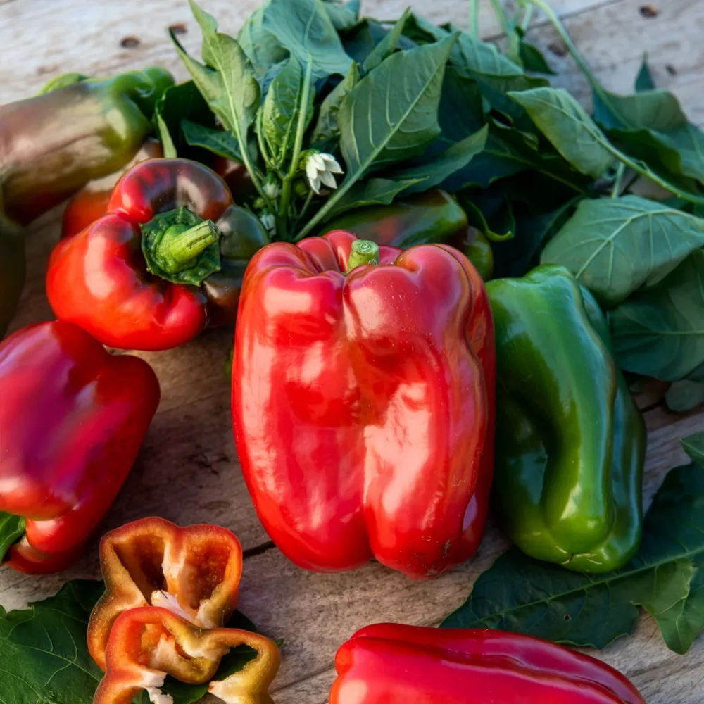 3 Plants de Poivron Lamuyo Capsicum annuum Lamuyo